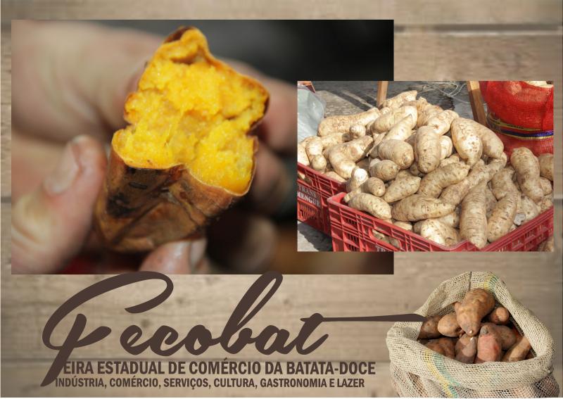 PRODUÇÃO DE BATATA DOCE NO MUNICÍPIO DEVE SER A MAIOR DOS ÚLTIMOS ANOS